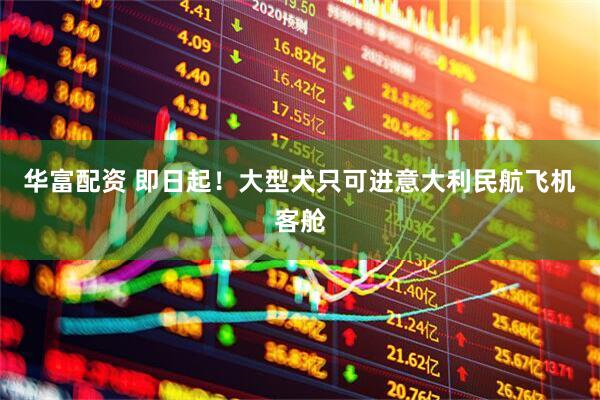 华富配资 即日起！大型犬只可进意大利民航飞机客舱